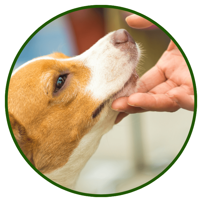 Hands Touching Dog's Head