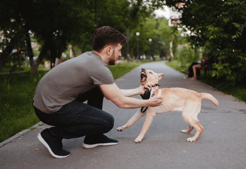 Man Tries to Cope with Pet Dog 