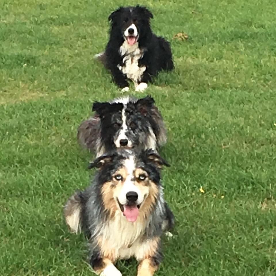 Three Dogs Sitting on a Grass