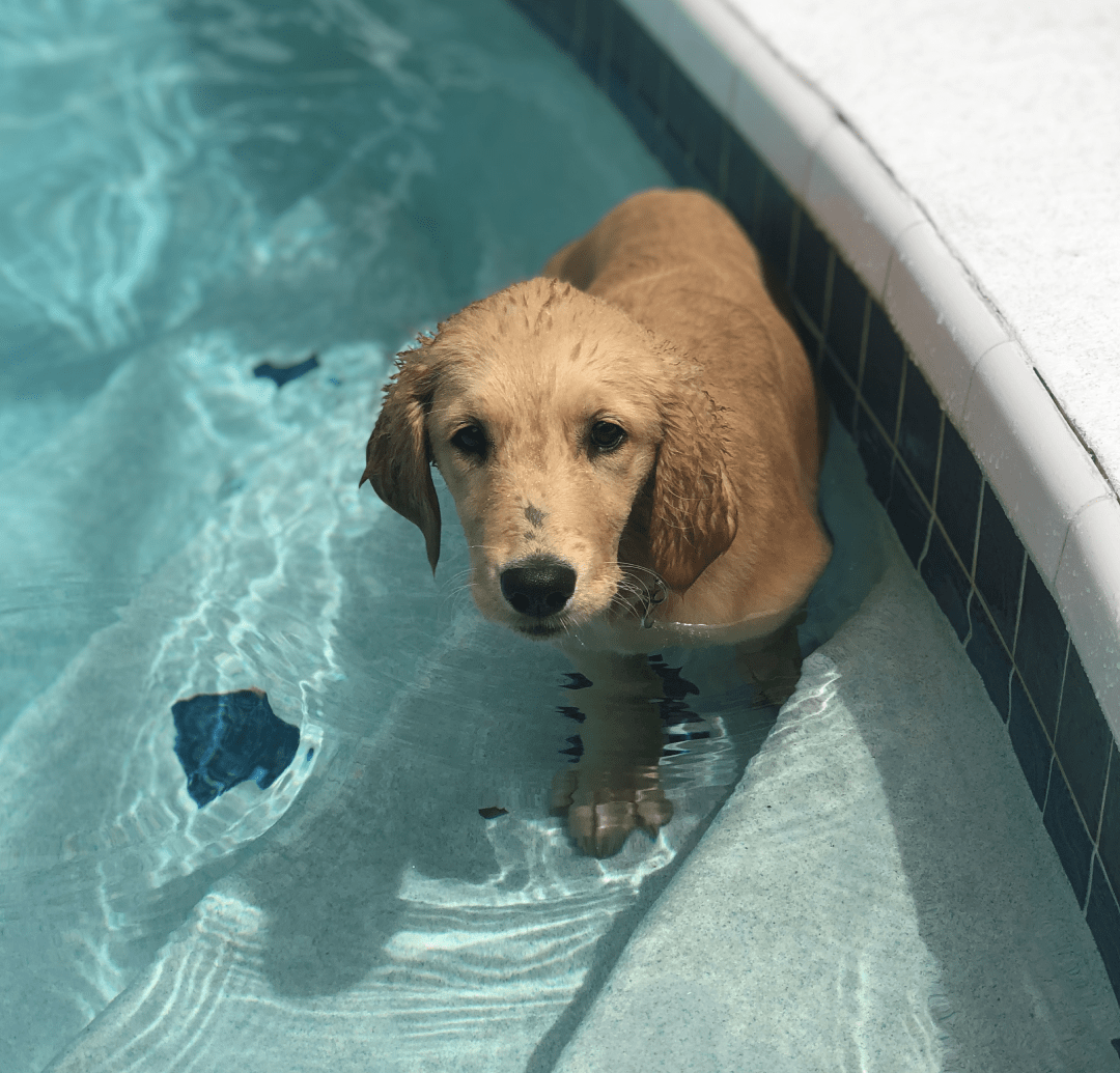 Dog in a Swimming Pool