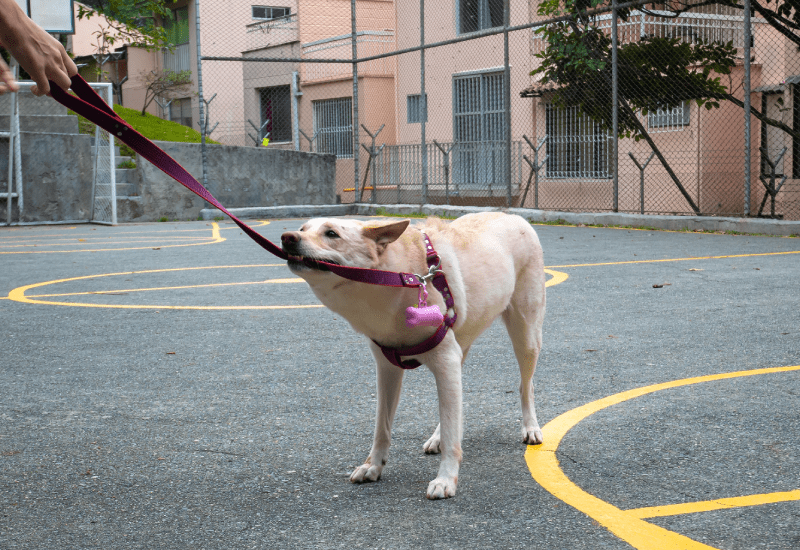 Dog Pulling a Leash