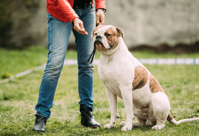 Dog with his Owner