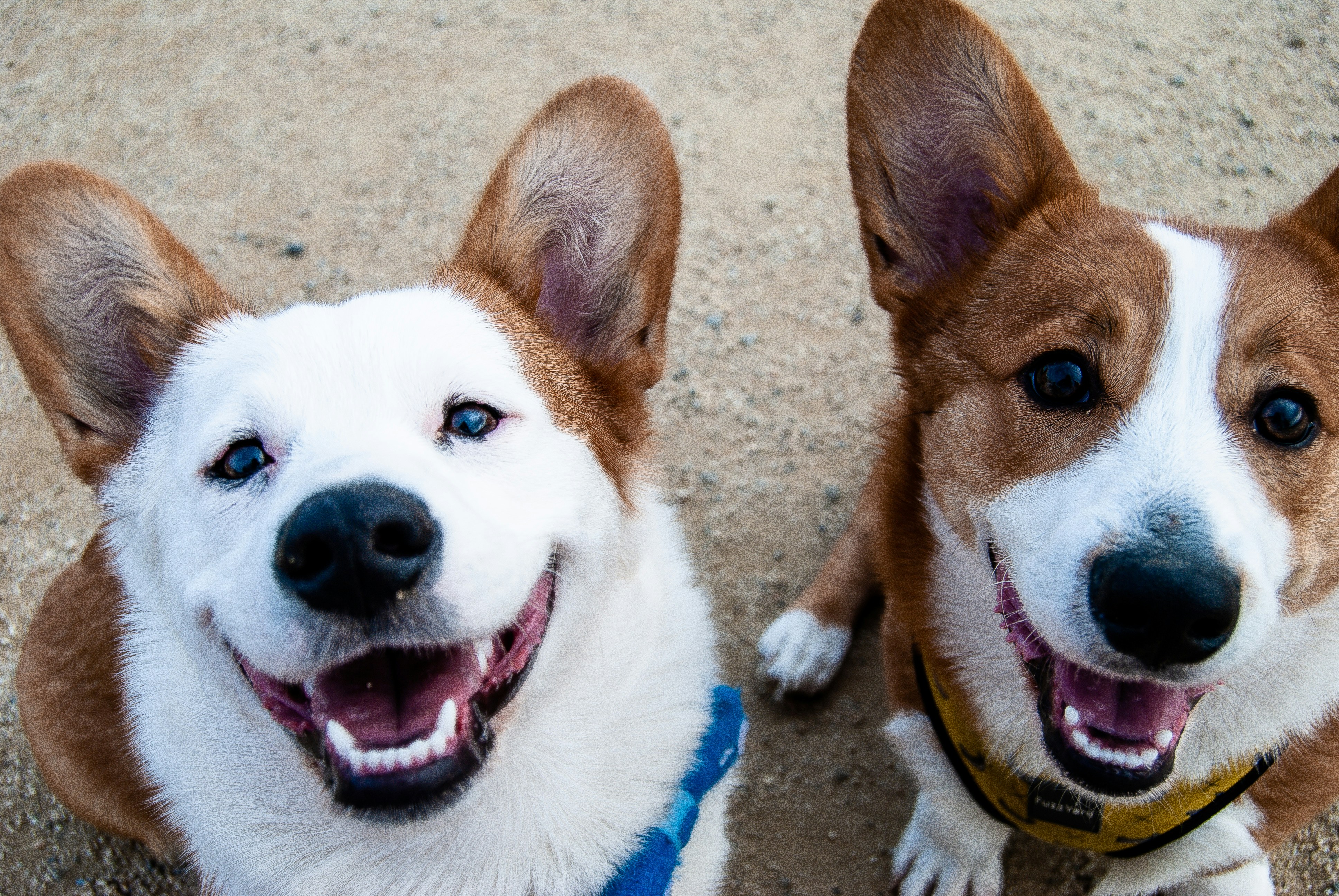 Bark Busters Trained Dog